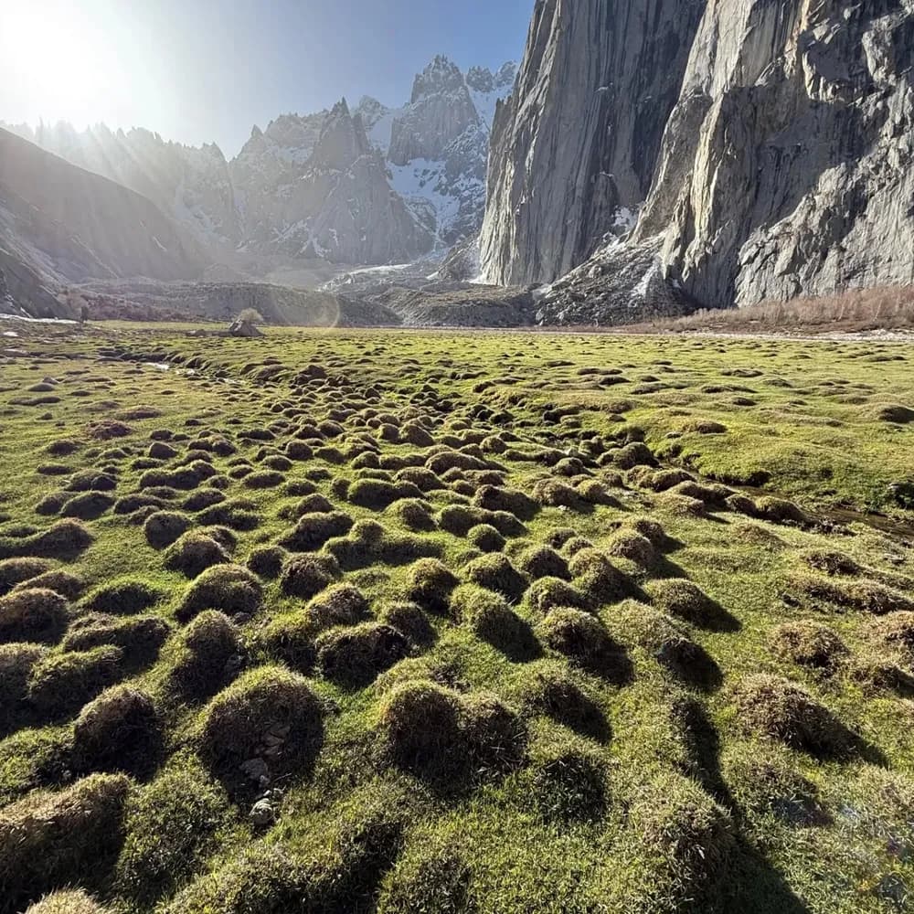 Alpine meadow of tussock grass beneath rocky peaks